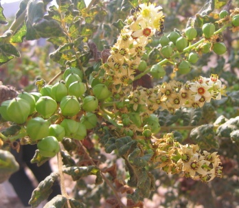 Frankincense Frereana Essential Oil 4